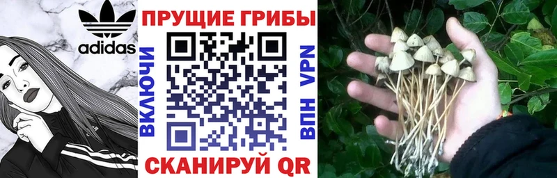 Купить где  Мытищи  Псилоцибиновые грибы Psilocybe 